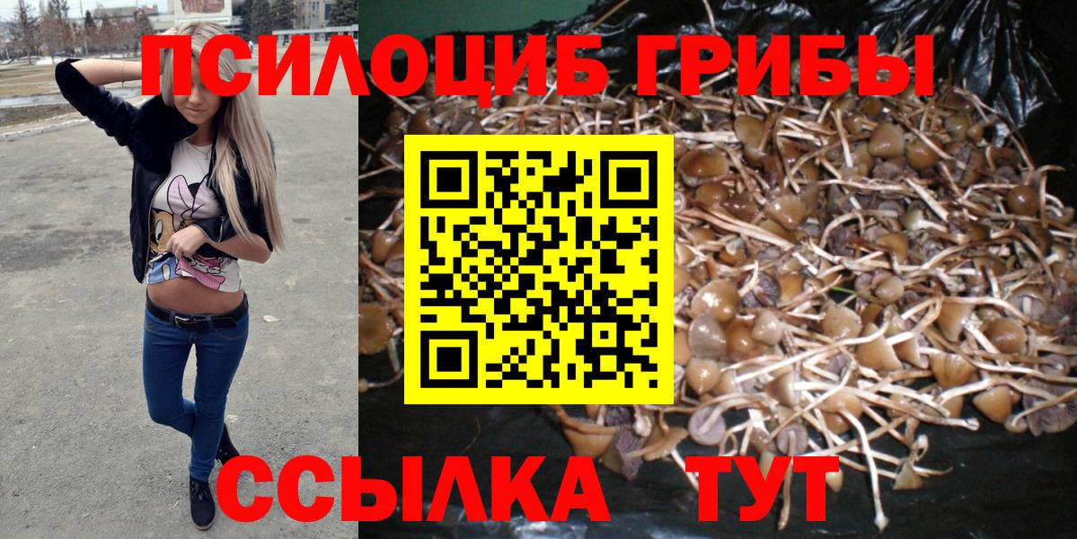 Псилоцибиновые грибы Psilocybine cubensis Тамбов